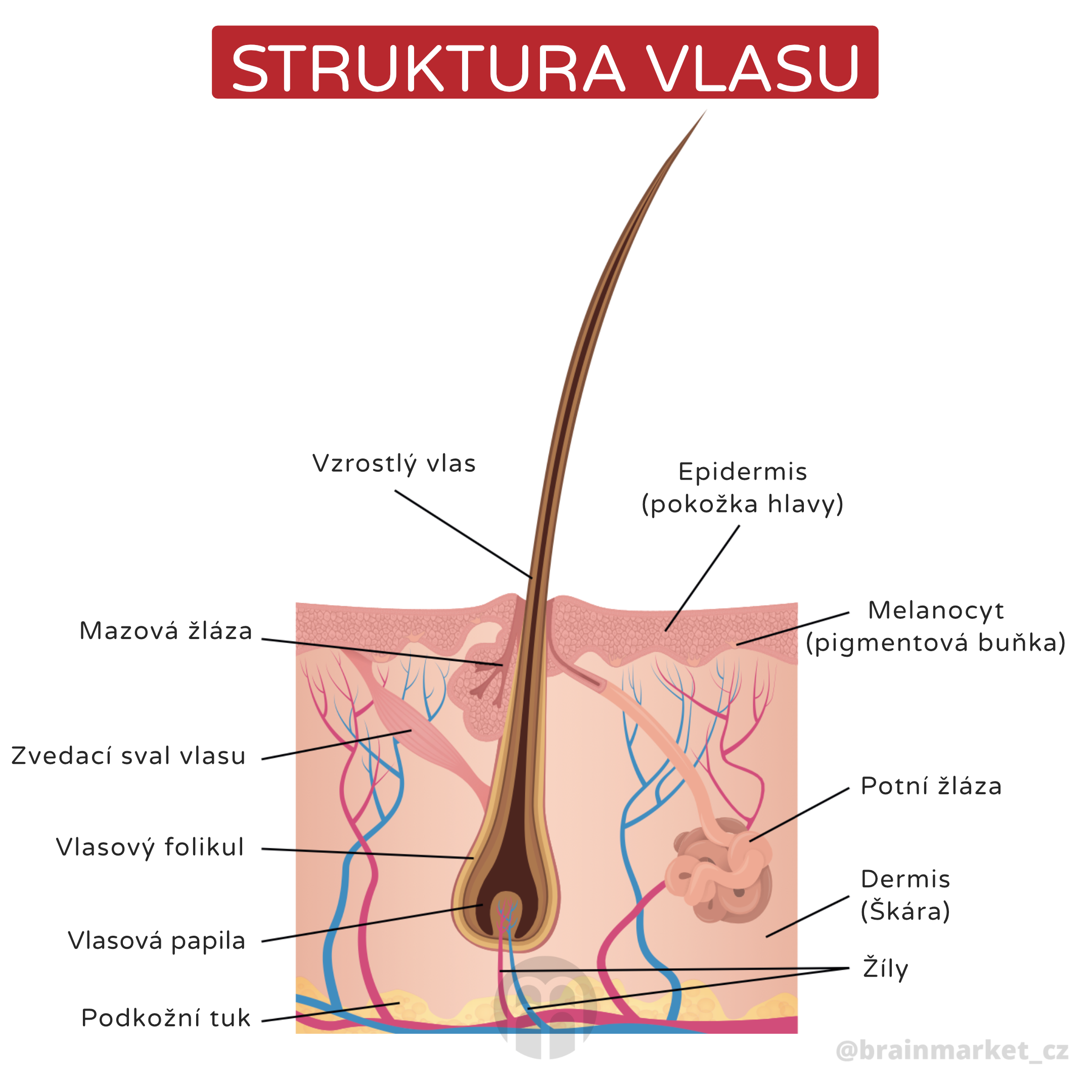 Struktura vlasu_ingrafika_cz